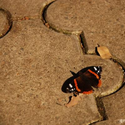 Прикрепленное изображение: bf_0089.jpg